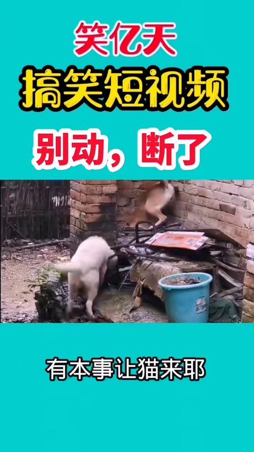 好玩的爆料搞笑视频,笑料横生！揭秘热门搞笑视频幕后趣事